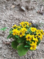 yellow flowers on the ground