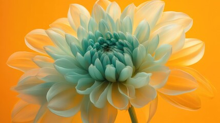 Large flower featuring mint green petals against a bright yellow backdrop