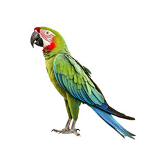 Fototapeta premium Green macaw on white background for nature, wildlife, tropical themes. Ideal for projects needing vibrant and colorful visuals