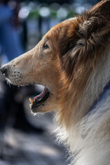 Long-haired Collie dog