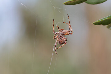 Scary hairy spider