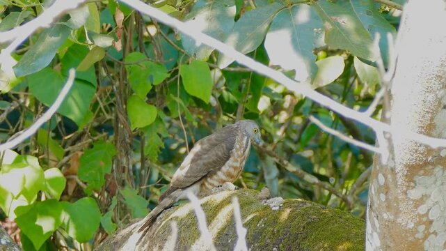 Shikra (Accipiter badius)