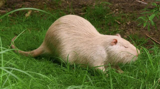 white nutria eats fresh green grass