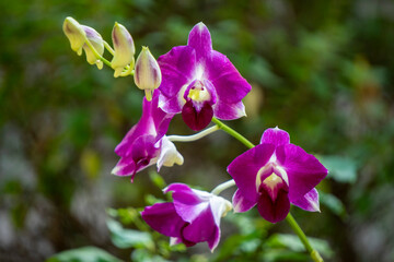 Dendrobium Nobile Orchid blooming under the morning sunlight, shot by Sony Alpha 6400 2