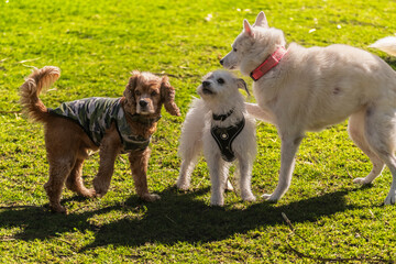 Fototapeta premium Dogs playing in the park
