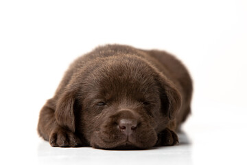 labrador retriever puppy on white background