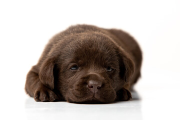 labrador retriever puppy on white background