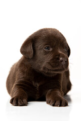 labrador retriever puppy on white background
