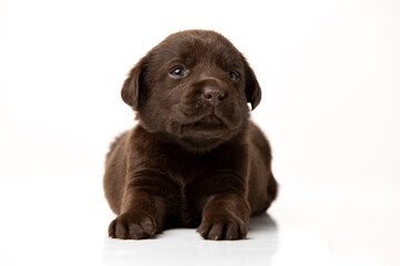 labrador retriever puppy on white background