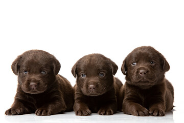 Obraz premium labrador retriever puppy on white background