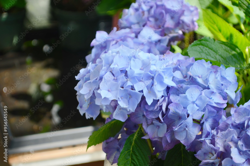 Wall mural blue hydrangea macro photo, pastel color little flower