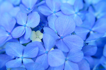 Detalle de pétalos azul intenso en flor de Hortensia