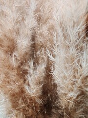 close up of a fluffy plant