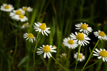 Chamomile flowers field in sun ligh.