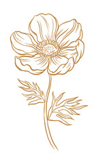 Anemone png flower collage element, brown botanical clipart
