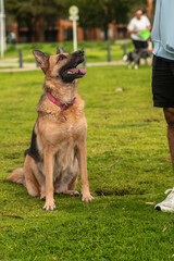 Old German Shepherd Dog close-up portrait
