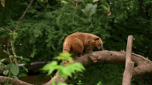 red coati raccoon coati climbs trees