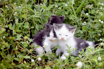 Three kittens at the meadow. Cute little cats at wildflower field. Young cat pet with green meadow.