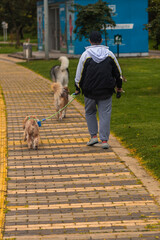 Fototapeta premium Dog sitter man in park, green, meadow area, garden