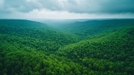 Obraz premium A panoramic view of a green forest from above, expansive and majestic
