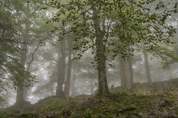 Obraz premium Fog in the beech forest