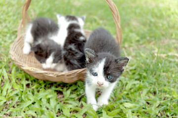 Three kittens in a wicker basket on a green grass lawn. Cute little cats playing at backyard. Young cat pet with green meadow background.