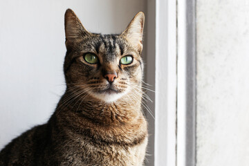 Beautiful mackerel tabby cat with green eyes and red nose looking through the window, close up. Domestic European shorthair young cat.