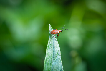 Aulacophora perched on green leaves in a garden