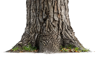 Empty tree trunk on white background.png