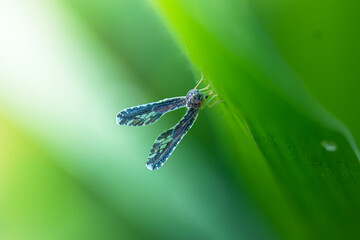 Derbidae that perch on green leaves