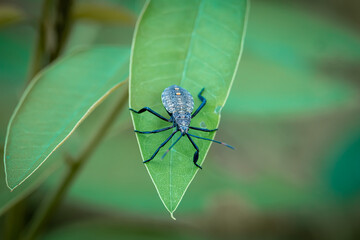 Pentatomidae that perch on green leaves