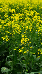 uma linda paisagem de flores com abelha na primavera