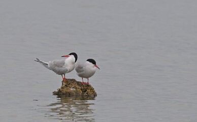 Common Tern (Sterna hirundo), Greece