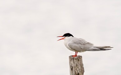 Common Tern (Sterna hirundo), Greece