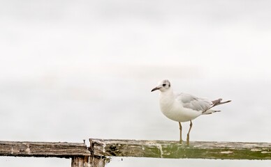 Black-headed Gull (Larus ridibundus), Greece