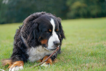 Bernese Mountain Dog in the park, lying on the green grass with a stick 