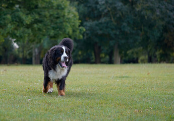 Happy Bernese Mountain Dog running in the park 