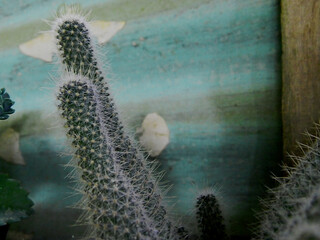 Close up photo of a small cactus in a pot in a tropical area