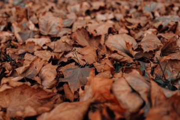 Fallen autumn brown orange leaves in the park, natural background for calendar, poster or postcard designs