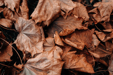 Fallen autumn brown orange leaves in the park, natural background for calendar, poster or postcard designs