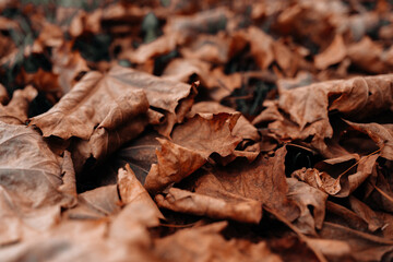 Close up fallen autumn brown orange leaves in the park, natural background for calendar, poster or postcard designs