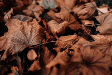 Close up fallen autumn brown orange leaves in the park, natural background for calendar, poster or postcard designs