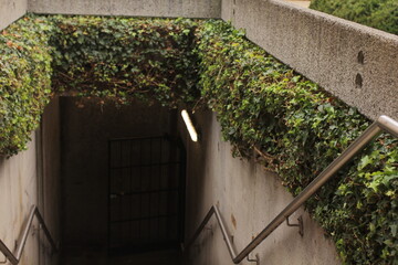 mysterious stairway going down into darkness. leaves growing on the sides. 