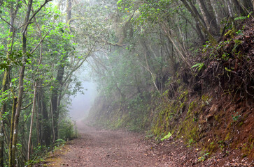Foggy Laurel forest landscape. Laurisilva rainforest with old green mossed trees in Erjos,Tenerife, Canary Islands,Spain.