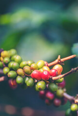 Vertical Close up hands harvest red seed in basket robusta arabica plant farm. Coffee plant farm woman Hands harvest raw coffee beans. Vertical Horizon Ripe Red berries fresh seed green tree eco farm