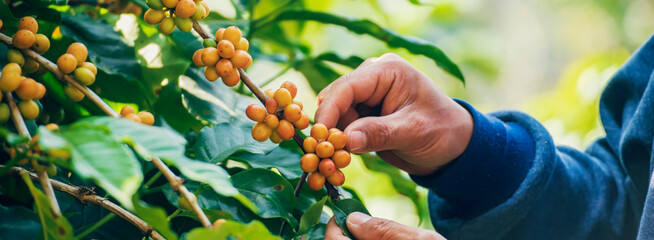 Banner Man Hands harvest Yellow Bourbon coffee bean ripe berries plant fresh seed coffee tree...