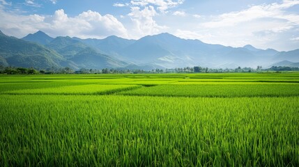 Fototapeta premium A vibrant green rice field, with mountains in the background, full of life