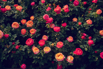 Fototapeta premium Sunny flower floral soft roses sunbeam blossom blurred background. Sunbeam shining through Pastel pink roses romance bloom spring season soft ray light. Petals blossom in beautiful garden