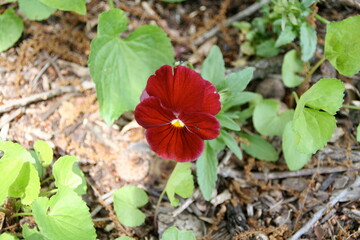 red and yellow flower