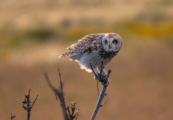 Short-eared owl perched on a small tree backlit by morning sun